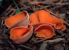 Bild von ein orange-roter Pilz, der direkt auf dem Erdboden wächst, ohne Hut und ohne Stiel Beate Graumann