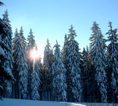 Newsniöld - Winterwald im Schnee bei Lehesten Beate Graumann