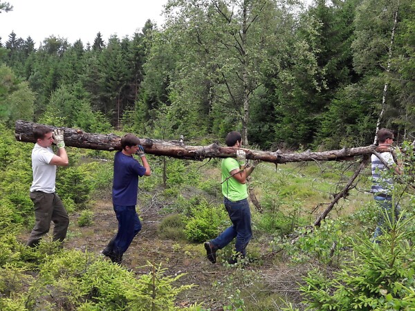 Vier junge Menschen tragen gemeinsam einen abgestorbenen Baum, zur Heidepflege während eines Workcamps am Grünen Band