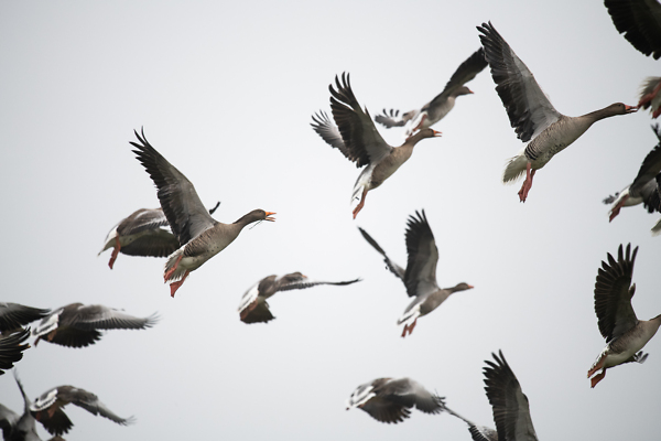 Graugänse im Flug