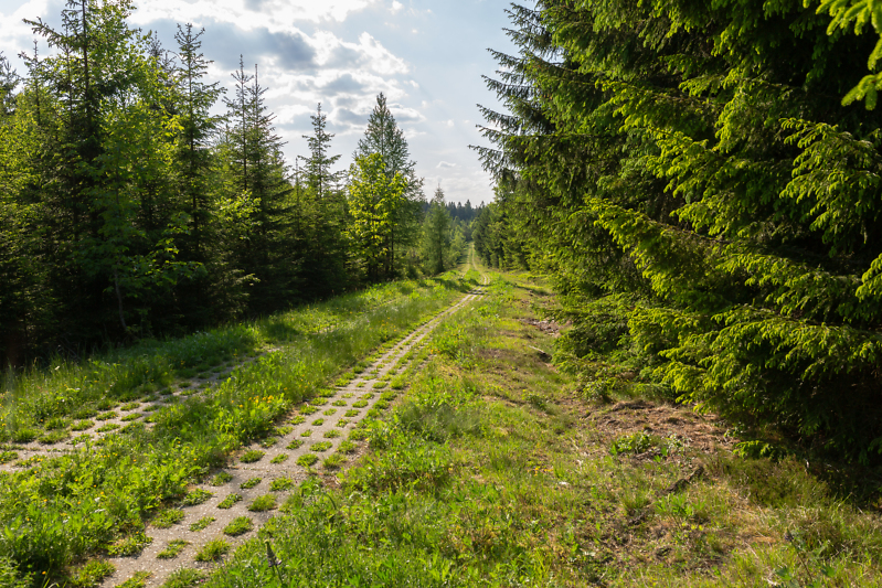 Der ehemalige Kolonnenweg verläuft heute am Grünen Band umgeben von Wald, Wiese und Heideflächen.