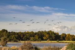 Newsniöld -  Vogelflug_KAG_Joerg Uwe Jahn