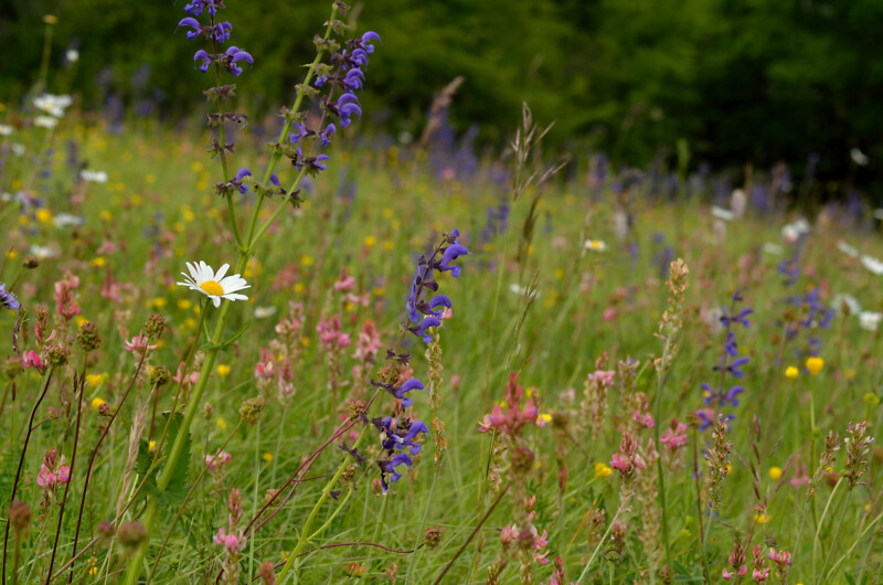 Blühende Bergwiese im Sommer