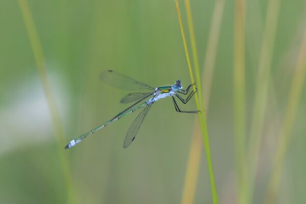 Nahaufnahme einer Libelle