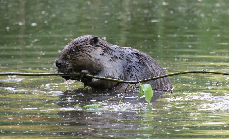 Ein Biber sitzt im Fluss und nagt an einem Ast.