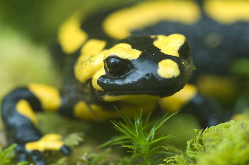 Nahaufnahme eines Feuersalamanders