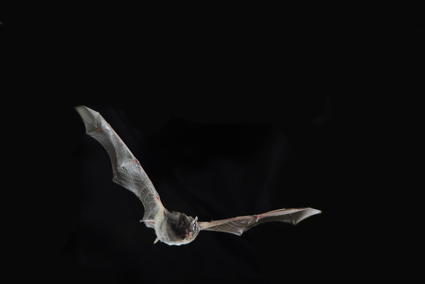 Eine Fledermaus fliegt durch die dunkle Nacht.