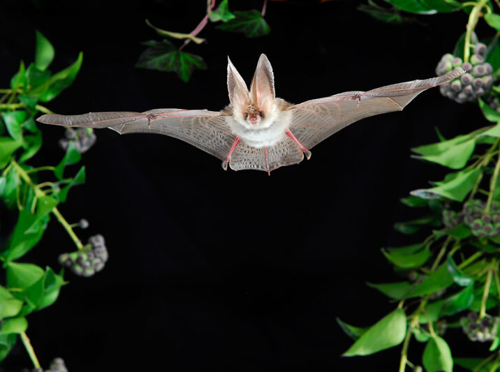 VDN/Podany&Leibig Eine Fledermaus fliegt mit weit ausgebreiteten Flügeln durch die Nacht.