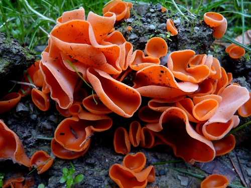 VDN/Christel Baude Orange leuchtende Pilze